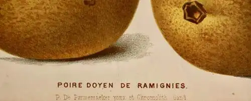 Pieter J. de Pannemaeker, Chromolithographie, Birne Poire Doyen de Ramignies