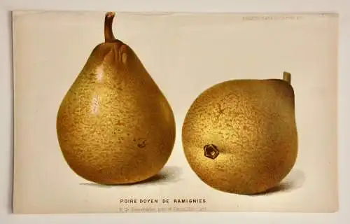 Pieter J. de Pannemaeker, Chromolithographie, Birne Poire Doyen de Ramignies