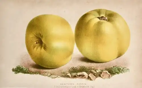 Pieter J. de Pannemaeker, Chromolithographie, Apfel Newtown Pippin, um 1875