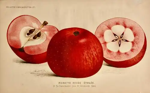 Pieter J. de Pannemaeker, Chromolithographie, Apfel Reinette Rouge Étoilée, 1875