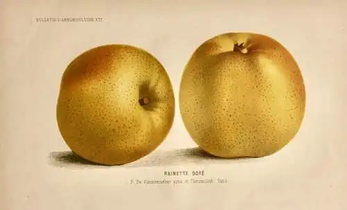 Pieter J. de Pannemaeker, Chromolithographie, Apfel Reinette Doré, um 1875