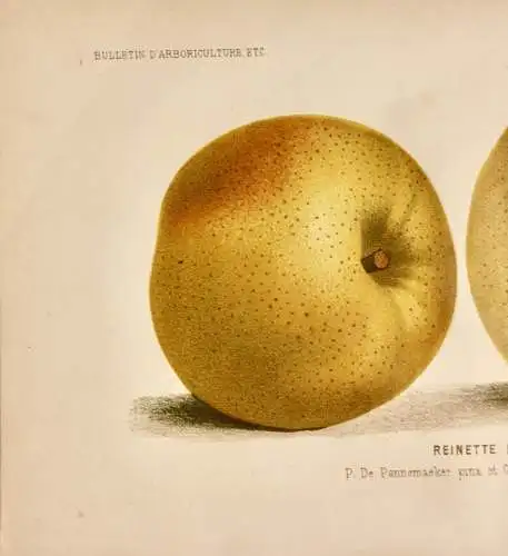 Pieter J. de Pannemaeker, Chromolithographie, Apfel Reinette Doré, um 1875