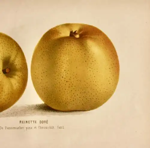 Pieter J. de Pannemaeker, Chromolithographie, Apfel Reinette Doré, um 1875