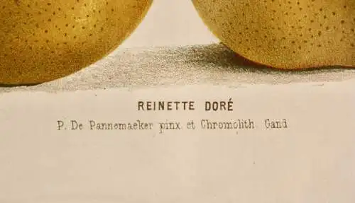 Pieter J. de Pannemaeker, Chromolithographie, Apfel Reinette Doré, um 1875