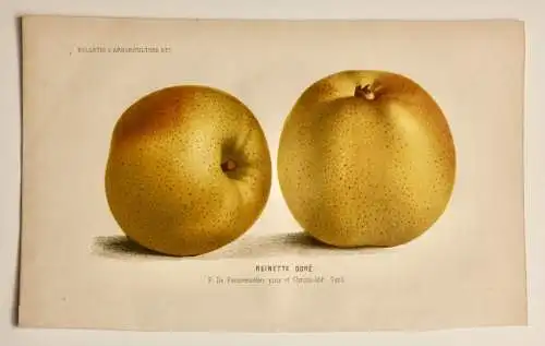 Pieter J. de Pannemaeker, Chromolithographie, Apfel Reinette Doré, um 1875