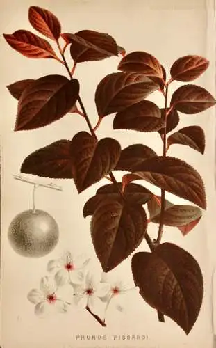 Pieter J. de Pannemaeker, Chromolithographie, Pflaume Prunus Pissardi, um 1875