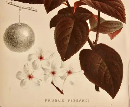 Pieter J. de Pannemaeker, Chromolithographie, Pflaume Prunus Pissardi, um 1875