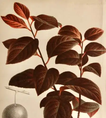 Pieter J. de Pannemaeker, Chromolithographie, Pflaume Prunus Pissardi, um 1875