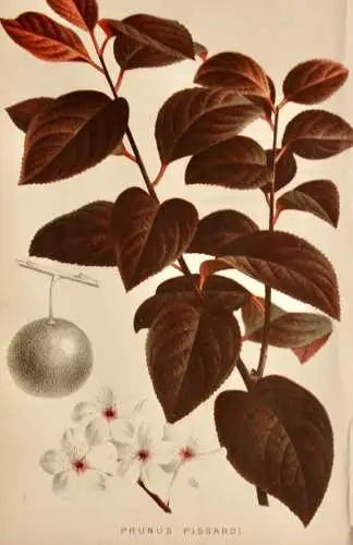 Pieter J. de Pannemaeker, Chromolithographie, Pflaume Prunus Pissardi, um 1875