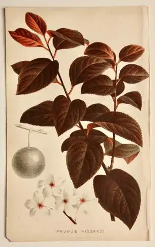 Pieter J. de Pannemaeker, Chromolithographie, Pflaume Prunus Pissardi, um 1875