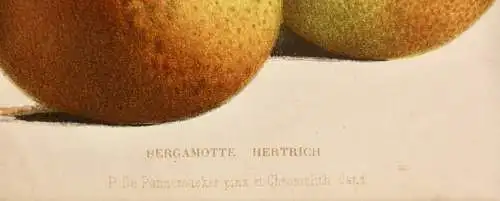 Pieter J. de Pannemaeker, Chromolithographie, Birne Bergamotte Hertrich, um 1875