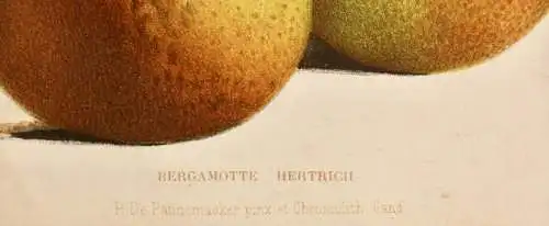 Pieter J. de Pannemaeker, Chromolithographie, Birne Bergamotte Hertrich, um 1875