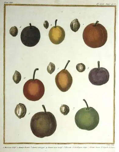 Pflaumen, Monsieur, altkol. Kupferstich aus Rozier "Cours d'agriculture" 1789