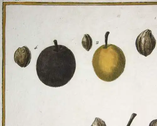 Pflaumen, Monsieur, altkol. Kupferstich aus Rozier "Cours d'agriculture" 1789