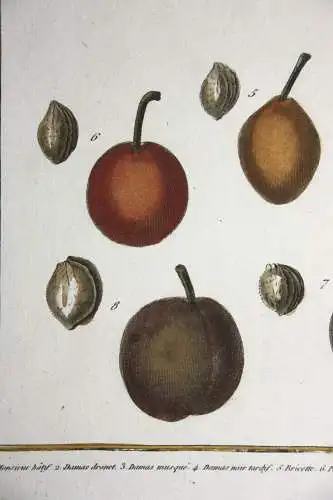 Pflaumen, Monsieur, altkol. Kupferstich aus Rozier "Cours d'agriculture" 1789