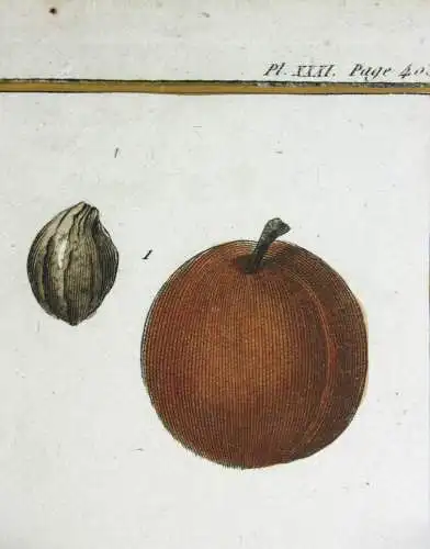 Pflaumen, Monsieur, altkol. Kupferstich aus Rozier "Cours d'agriculture" 1789