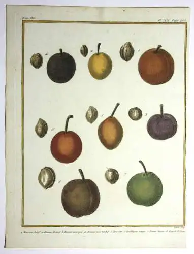 Pflaumen, Monsieur, altkol. Kupferstich aus Rozier "Cours d'agriculture" 1789