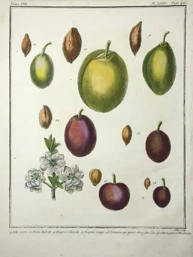 Pflaumen, Isle verte, altkol. Kupferstich aus Rozier "Cours d'agriculture" 1789