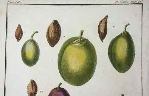 Pflaumen, Isle verte, altkol. Kupferstich aus Rozier "Cours d'agriculture" 1789