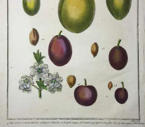 Pflaumen, Isle verte, altkol. Kupferstich aus Rozier "Cours d'agriculture" 1789