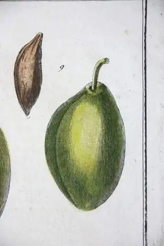 Pflaumen, Isle verte, altkol. Kupferstich aus Rozier "Cours d'agriculture" 1789