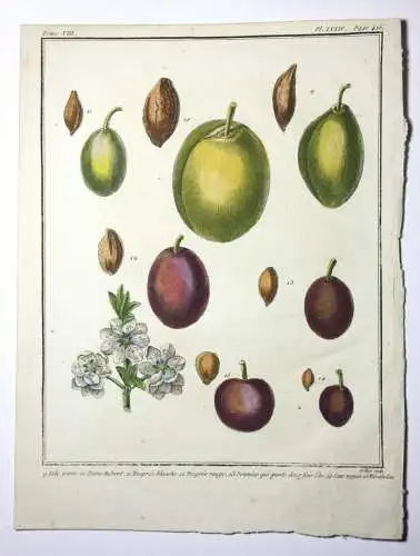 Pflaumen, Isle verte, altkol. Kupferstich aus Rozier "Cours d'agriculture" 1789