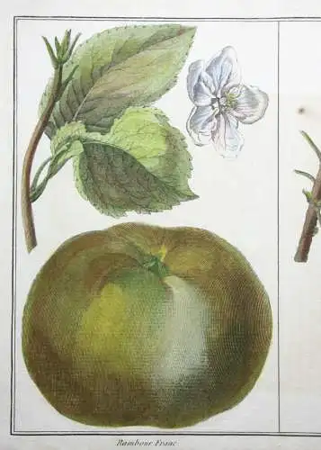 Äpfel, Rambour Franc, altkol. Kupferstich aus Rozier "Cours d'agriculture" 1789