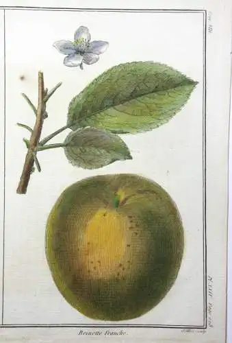 Äpfel, Rambour Franc, altkol. Kupferstich aus Rozier "Cours d'agriculture" 1789