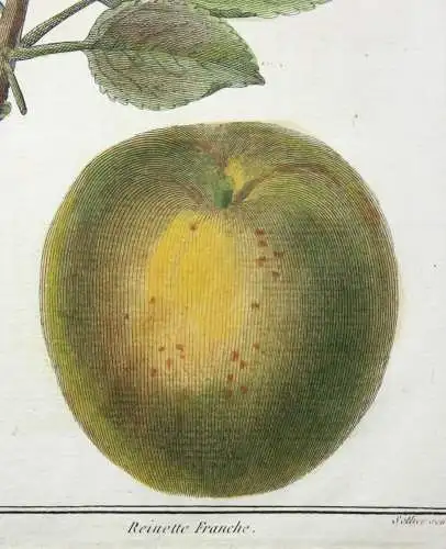 Äpfel, Rambour Franc, altkol. Kupferstich aus Rozier "Cours d'agriculture" 1789