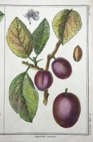 Pflaumen, Monsieur, altkol. Kupferstich aus Rozier "Cours d'agriculture" 1789