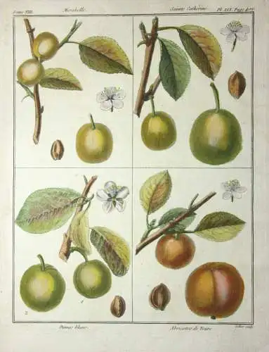 Mirabelle Damas blanc, altkol. Kupferstich aus Rozier "Cours d'agriculture" 1789