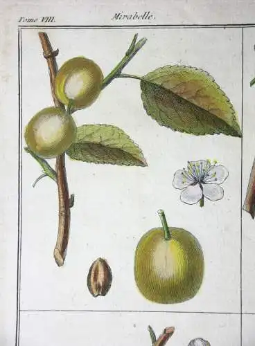 Mirabelle Damas blanc, altkol. Kupferstich aus Rozier "Cours d'agriculture" 1789