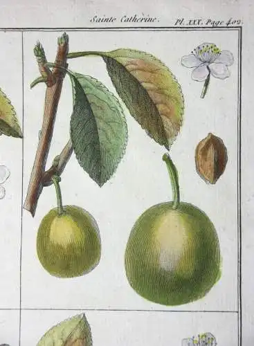 Mirabelle Damas blanc, altkol. Kupferstich aus Rozier "Cours d'agriculture" 1789