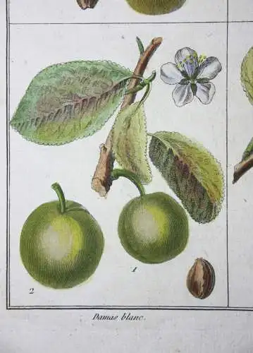 Mirabelle Damas blanc, altkol. Kupferstich aus Rozier "Cours d'agriculture" 1789