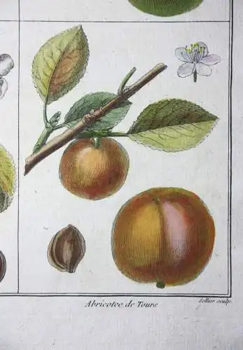 Mirabelle Damas blanc, altkol. Kupferstich aus Rozier "Cours d'agriculture" 1789