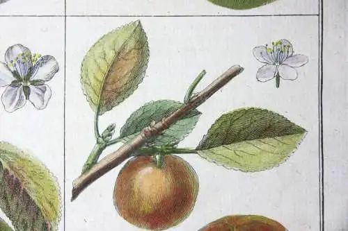 Mirabelle Damas blanc, altkol. Kupferstich aus Rozier "Cours d'agriculture" 1789