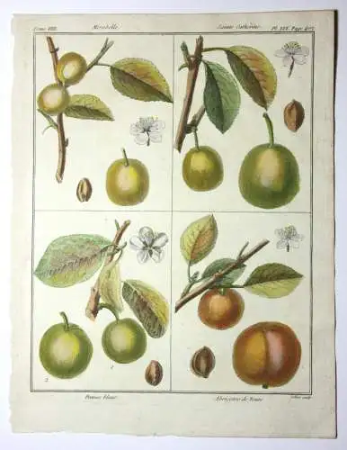 Mirabelle Damas blanc, altkol. Kupferstich aus Rozier "Cours d'agriculture" 1789