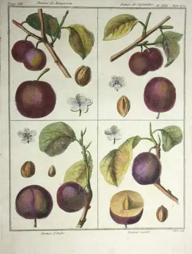 Pflaumen Damas violet, altkol. Kupferstich aus Rozier "Cours d'agriculture" 1789