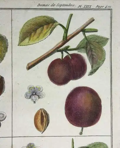 Pflaumen Damas violet, altkol. Kupferstich aus Rozier "Cours d'agriculture" 1789