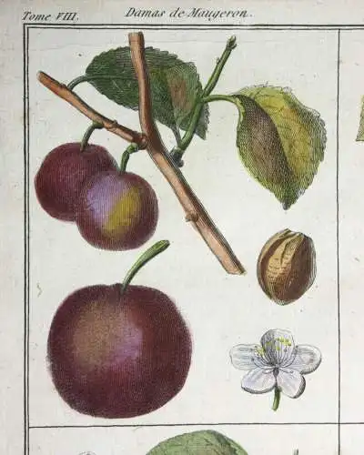 Pflaumen Damas violet, altkol. Kupferstich aus Rozier "Cours d'agriculture" 1789