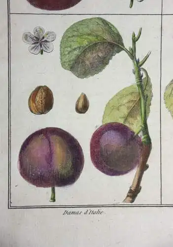 Pflaumen Damas violet, altkol. Kupferstich aus Rozier "Cours d'agriculture" 1789