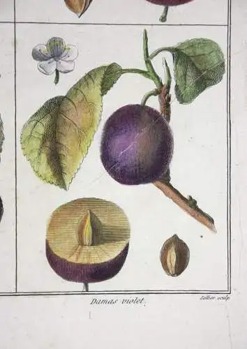 Pflaumen Damas violet, altkol. Kupferstich aus Rozier "Cours d'agriculture" 1789