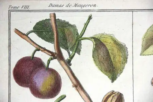 Pflaumen Damas violet, altkol. Kupferstich aus Rozier "Cours d'agriculture" 1789