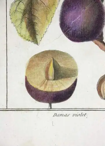 Pflaumen Damas violet, altkol. Kupferstich aus Rozier "Cours d'agriculture" 1789