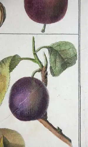 Pflaumen Damas violet, altkol. Kupferstich aus Rozier "Cours d'agriculture" 1789