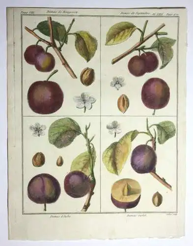 Pflaumen Damas violet, altkol. Kupferstich aus Rozier "Cours d'agriculture" 1789