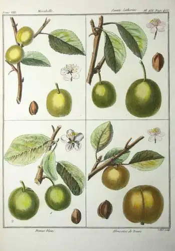 Mirabelle Damas blanc, altkol. Kupferstich aus Rozier "Cours d'agriculture" 1789