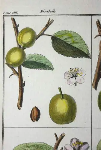 Mirabelle Damas blanc, altkol. Kupferstich aus Rozier "Cours d'agriculture" 1789