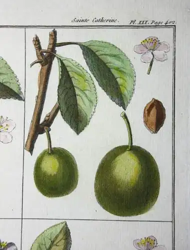 Mirabelle Damas blanc, altkol. Kupferstich aus Rozier "Cours d'agriculture" 1789