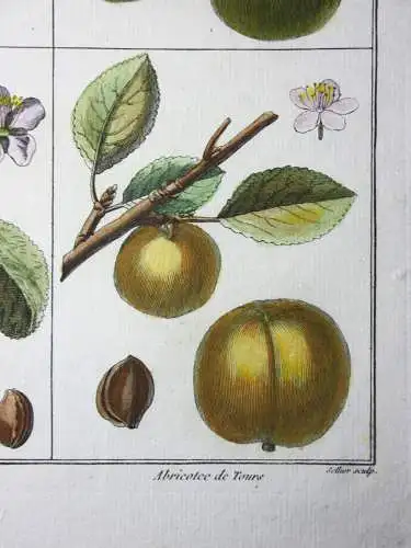 Mirabelle Damas blanc, altkol. Kupferstich aus Rozier "Cours d'agriculture" 1789